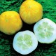 Lemon Cucumber