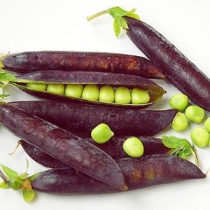 Purple Podded Garden Peas