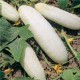 White Wonder Cucumber