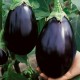 Black Beauty Eggplant
