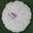 Flat White Boer Pumpkin
