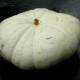 Flat White Boer Pumpkin