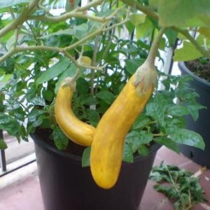 Yellow Finger Eggplant