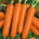 Scarlet Nantes Carrots