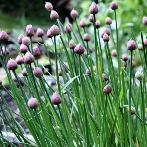 Chives (Common)