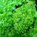 Moss Curl Parsley