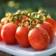 German Lunchbox Tomato
