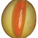 Honeydew Orangeflesh Melon