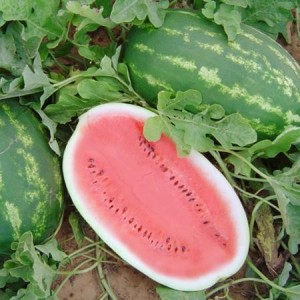 All Sweet Watermelon