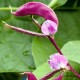 Dolichos (Lablab) - Hyacinth Bean