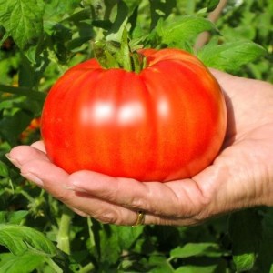Beefsteak Tomato - Organic Seeds