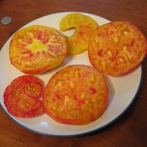 Flame (Hillbilly) Tomato