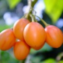 Tree Tomato (Orange Tamarillo)