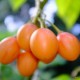 Tree Tomato (Orange Tamarillo)
