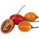 Tree Tomato (Orange)