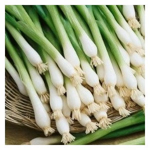 White Lisbon Bunching (Spring) Onion