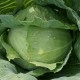 Glory of Enkhuizen Cabbage
