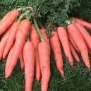 Cape Market Carrots