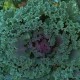 Blue Curled Vates Kale