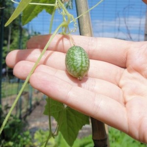 Mexican Sour Gherkin (Melothria Scabra)