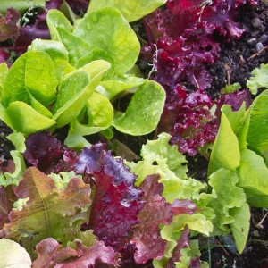 Gourmet Salad Blend Lettuce