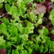 Gourmet Salad Blend Lettuce