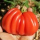 Gezahnte Tomato