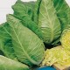 Cape Spitz Cabbage