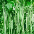 Yardlong Green - Pole Bean