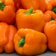 Orange Sun (Sweet Pepper)