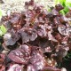 Red Saladbowl Lettuce