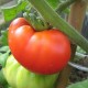 Marmande Tomato