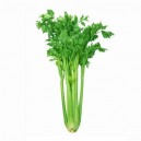 Celery (Tall Utah)